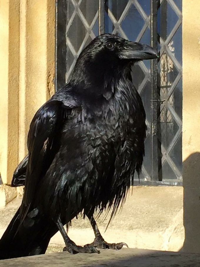 Η πτώση